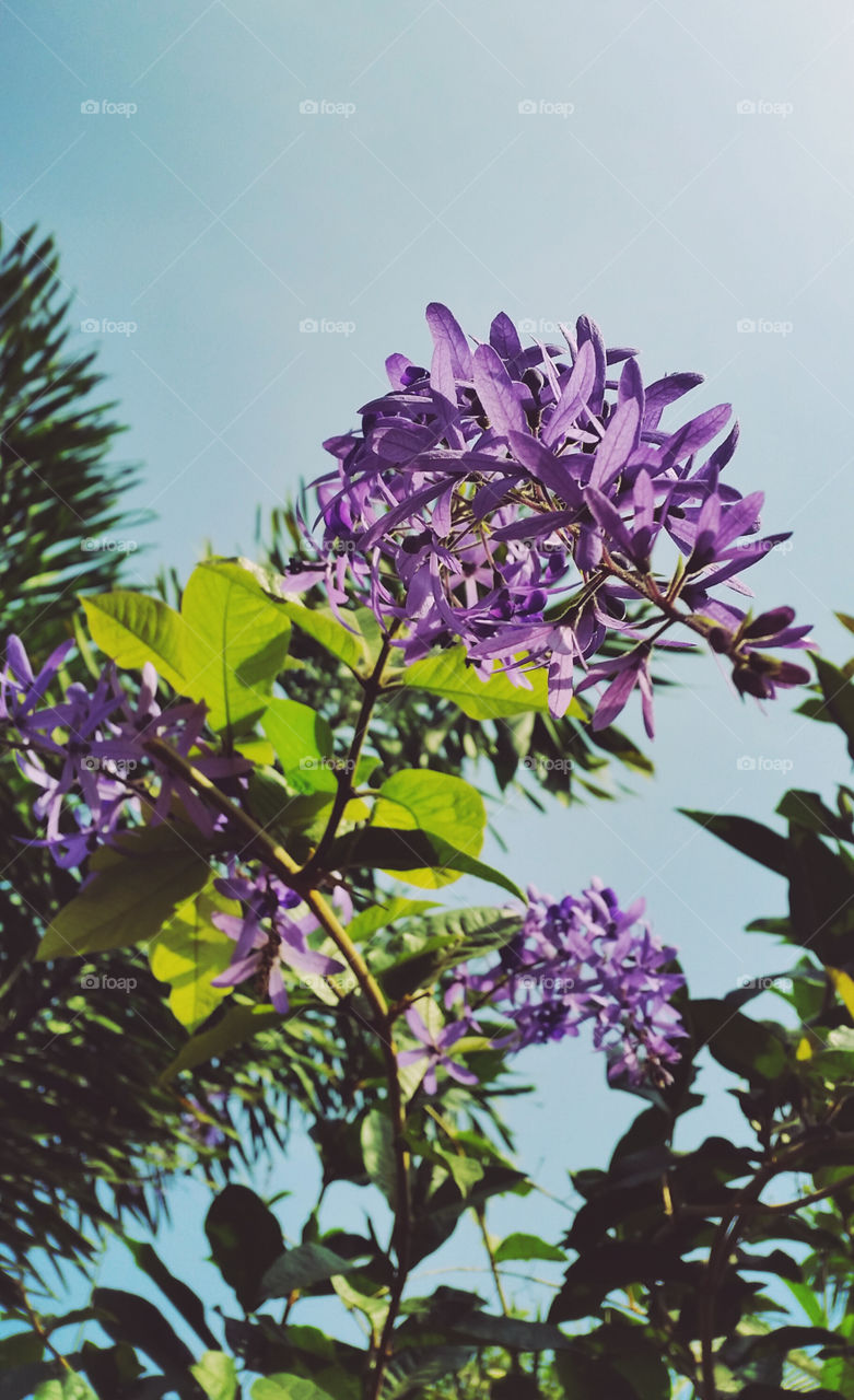 Purple flower in the garden that looks attractive and gorgeous are blooming to say hi and make you feel fresh.