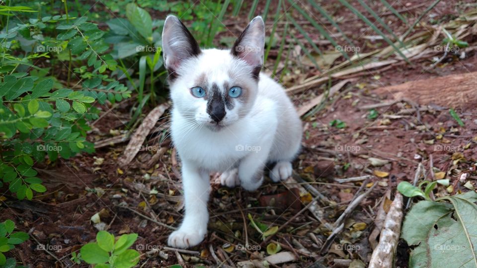 O gatinho no quintal.