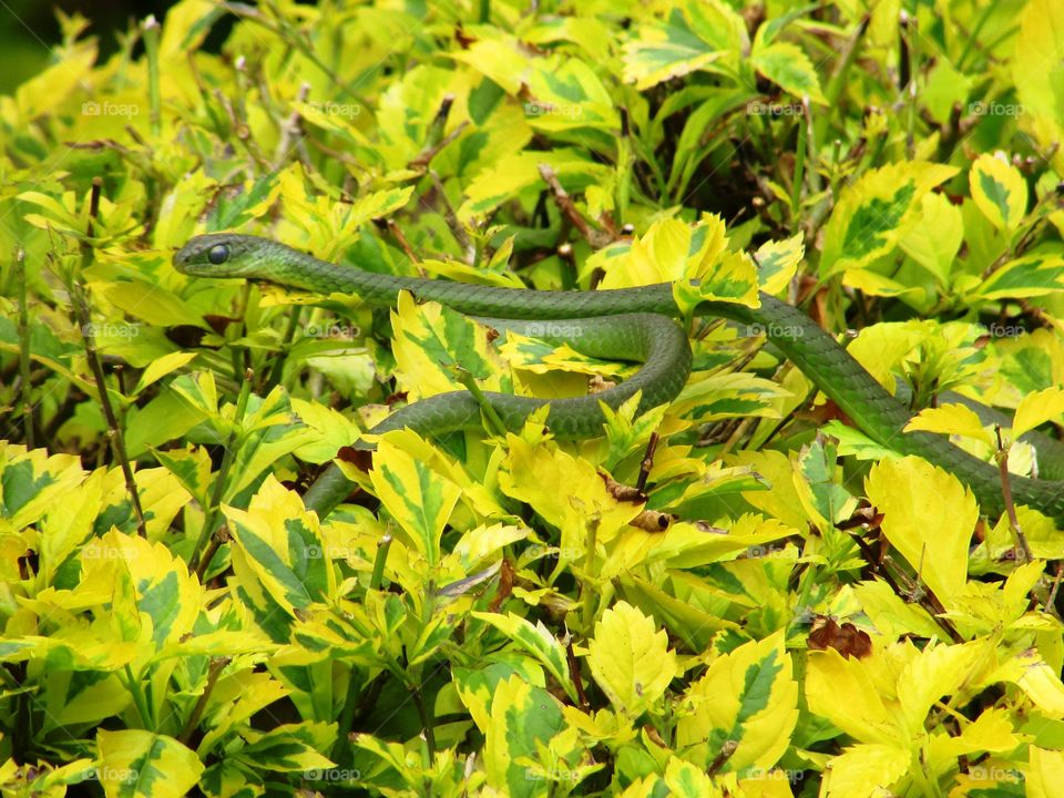 green snake in my garden