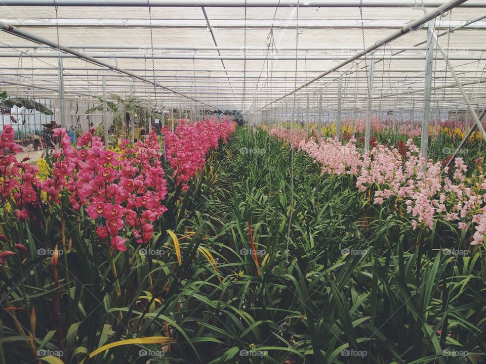 Orchids horticulture