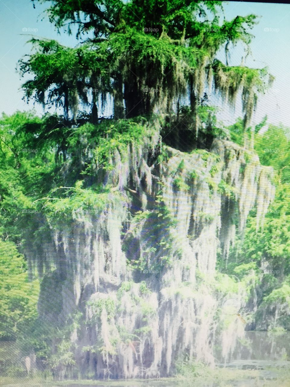 Spanish moss tree in Georgia by water.
