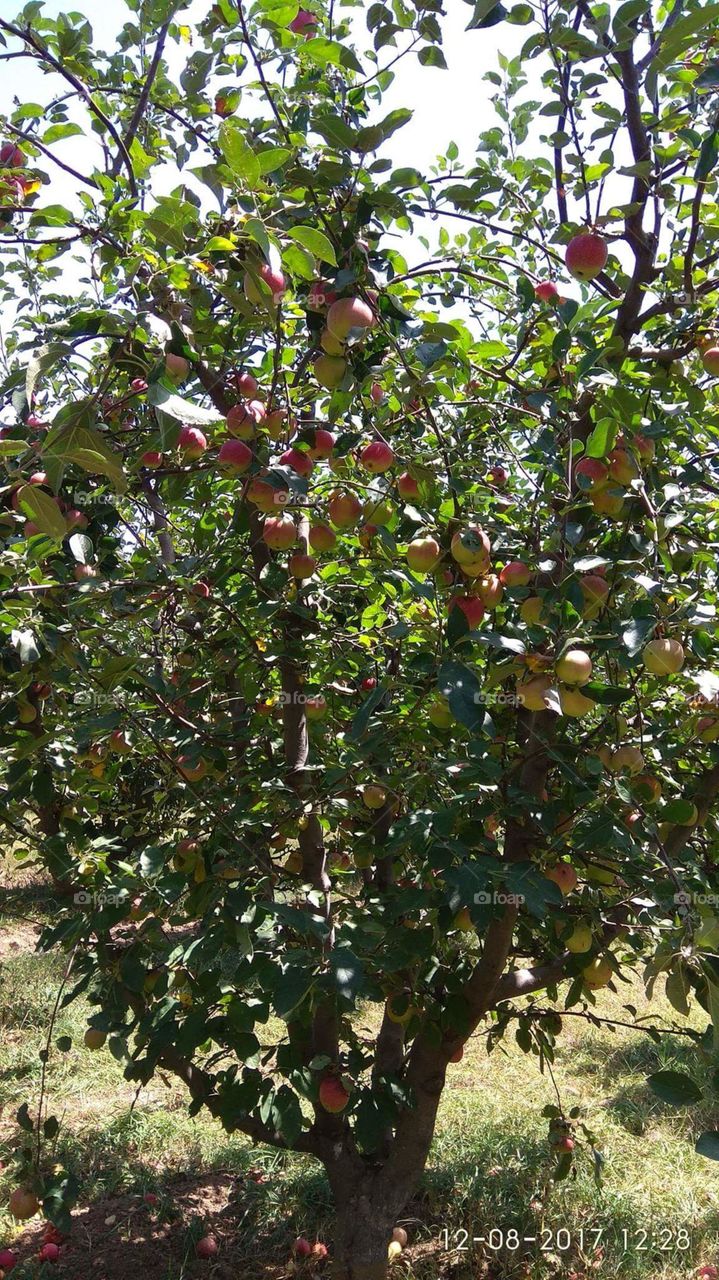 Kashmir apple tree