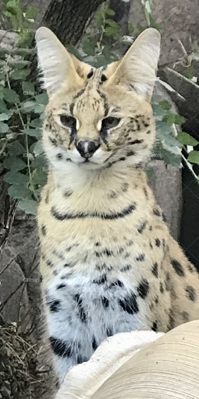 Serval 