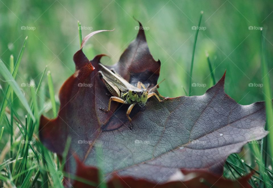 Grasshopper on a Fall leaf 