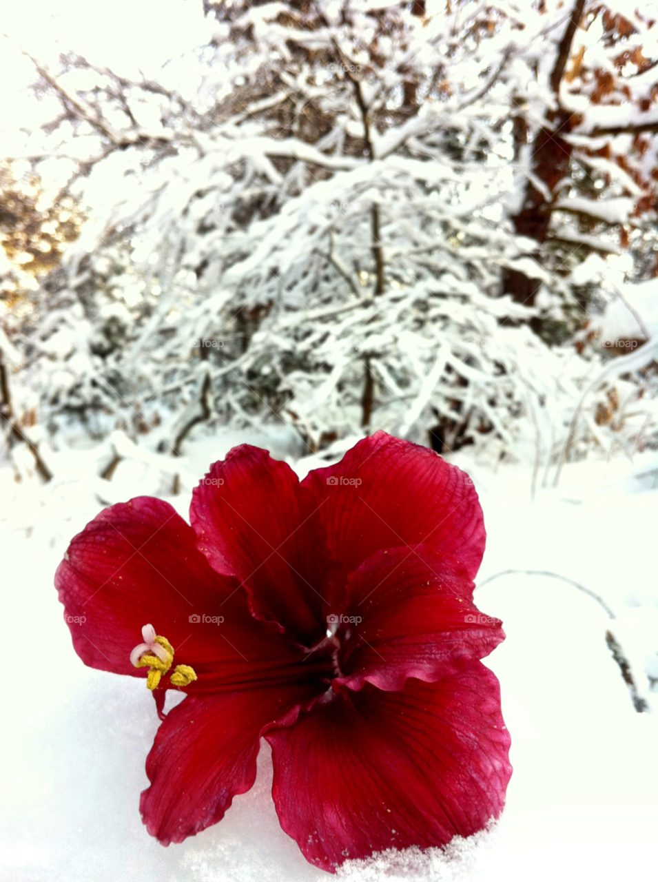 Amaryllis in snow