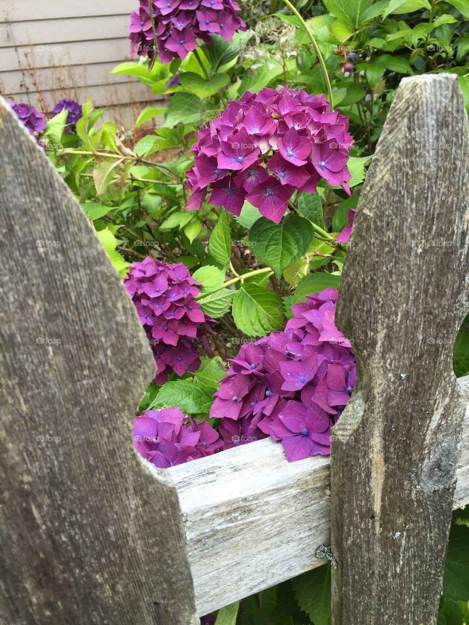 Purple flowers from a fence 