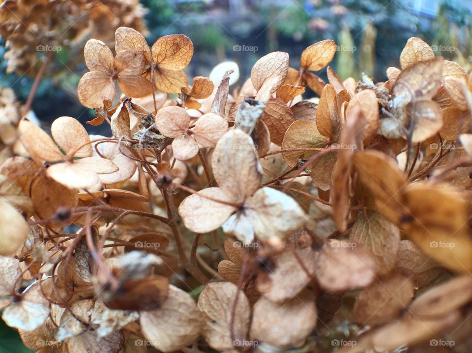 Flower dry