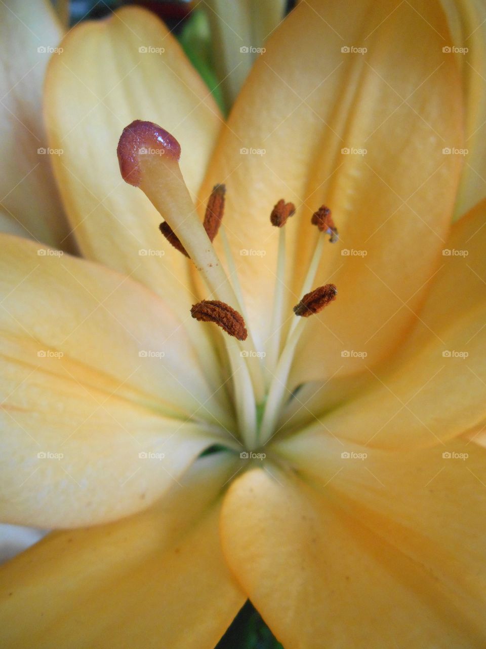 house plants lily flower on a window home