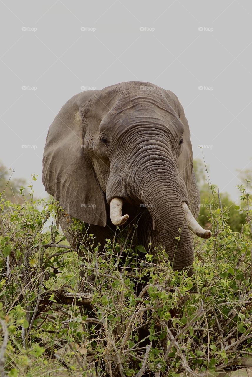 A close up shot of an elephant 