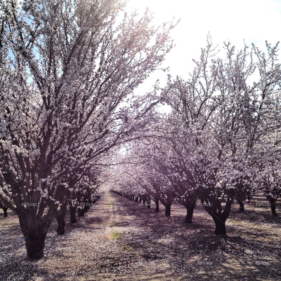 Orchard3