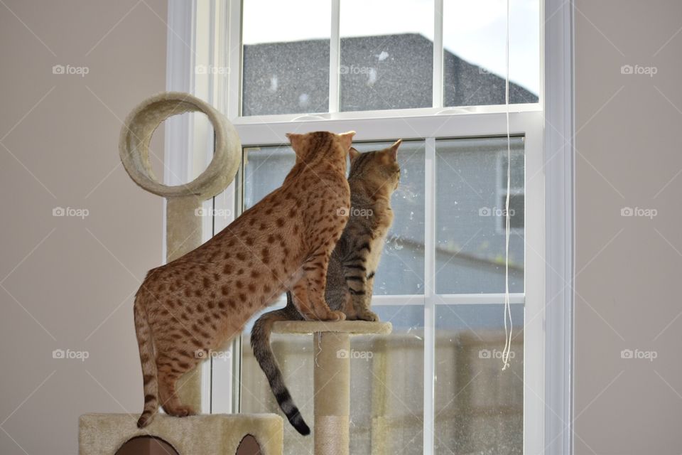 Two cats by the window 