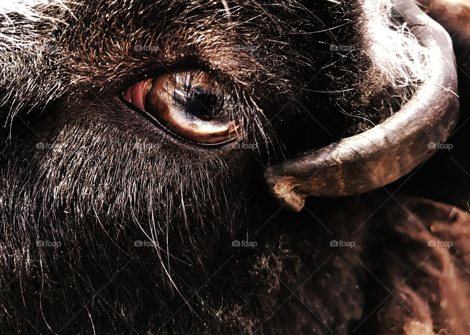 Brown eye of a brown sheep