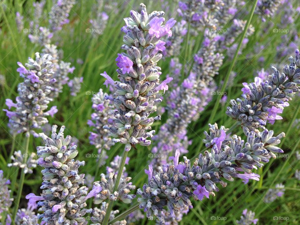 Lavenders blooming on field