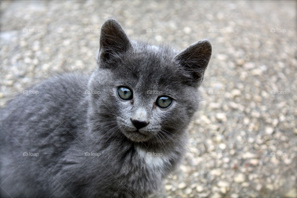 Fluffy cat