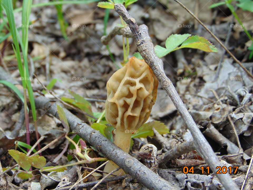 morel closeup mushroom