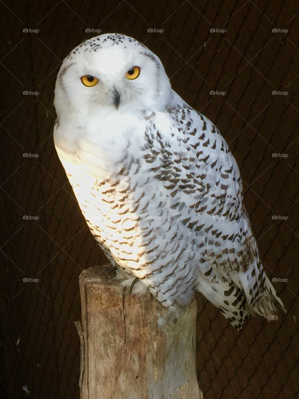 Snow owl