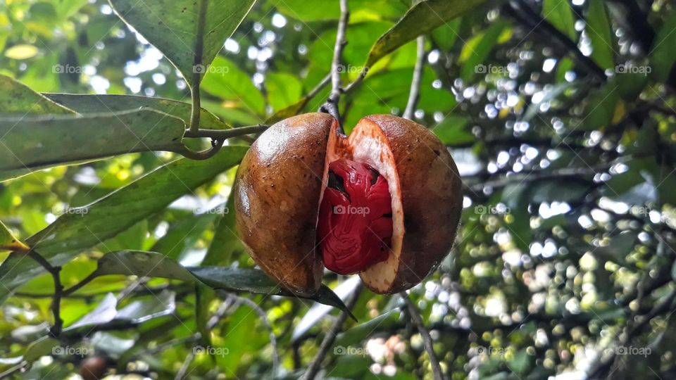 nutmeg that is ready to be harvested