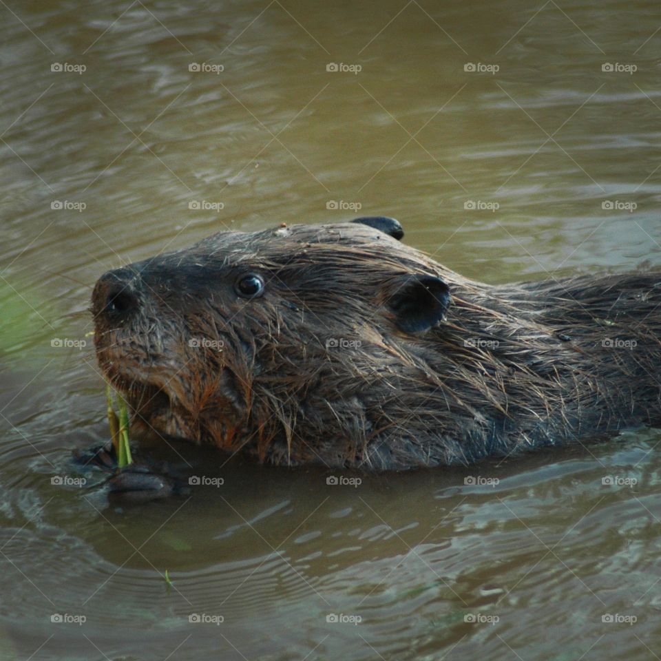 Beaver swimming in water