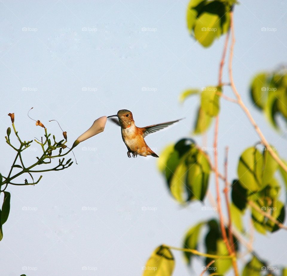 Hummingbird trying to drink from a closed bower flower