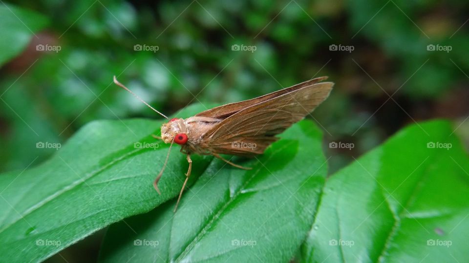A beautiful butterfly with red eyes perched on a leaf