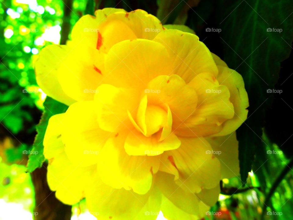 Yellow flower 2