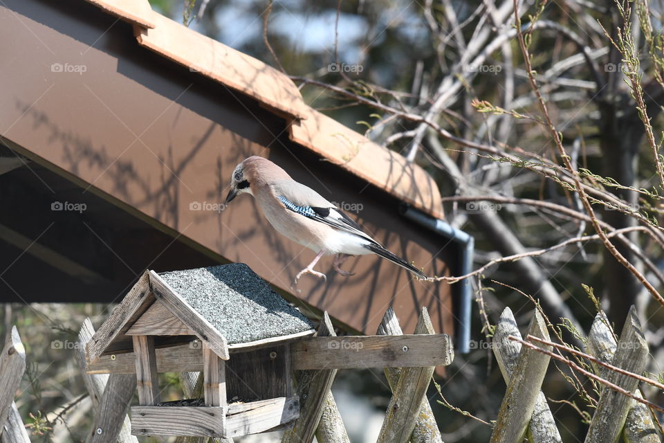 bird live in my garden