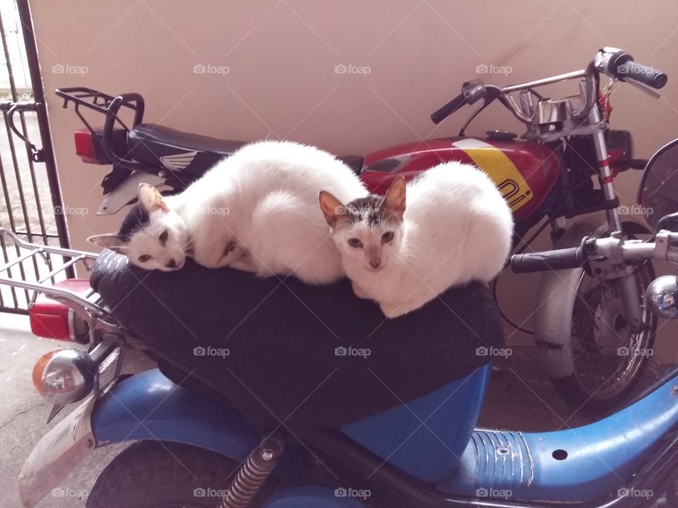 Cats relaxing on top of motorcycle