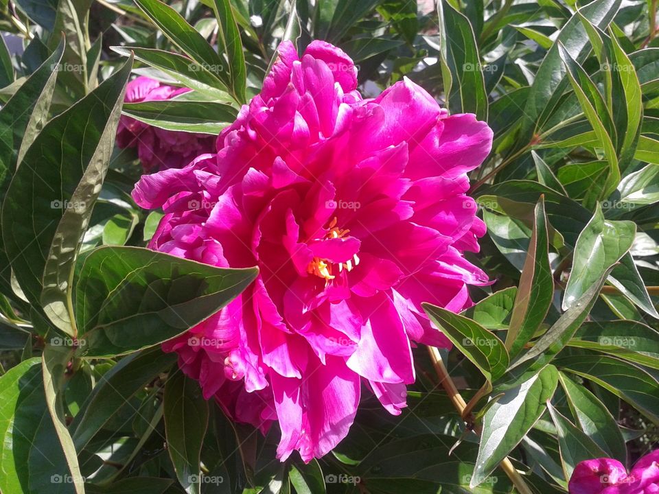 Peony. Just another favorite in the landscape.