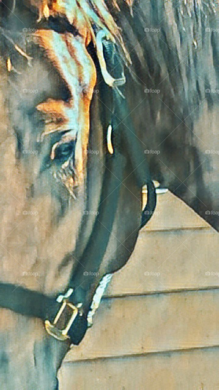 Soft eye looking into your soul 