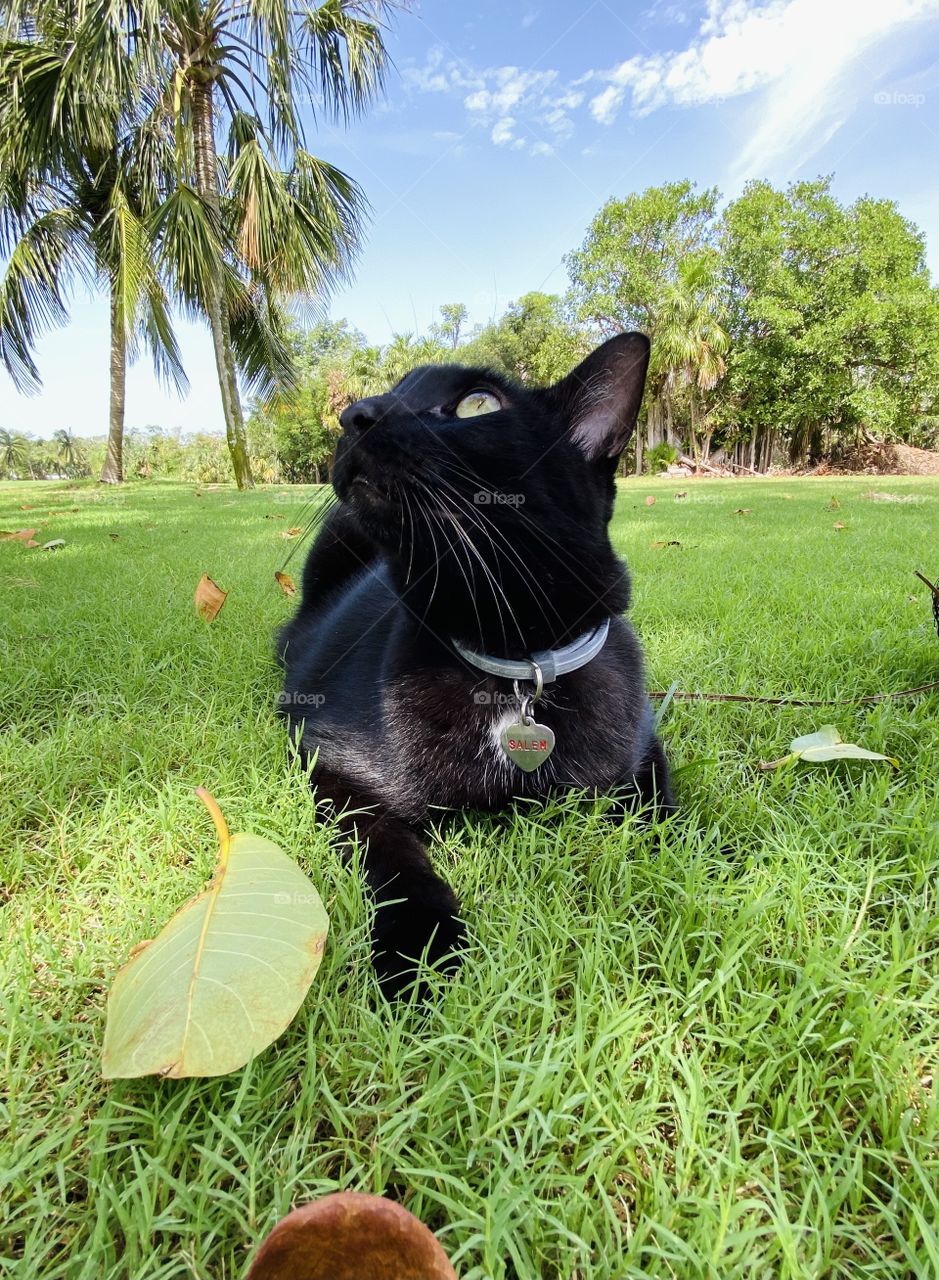 Black cat posing on grass 