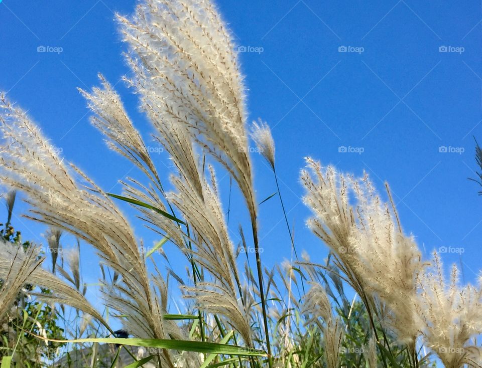 Pampas grass and blue sky