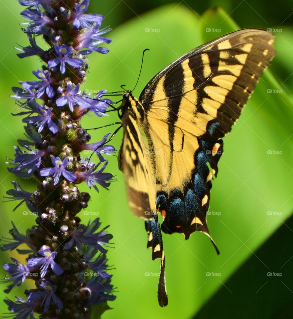 Butterfly on Purple Flower