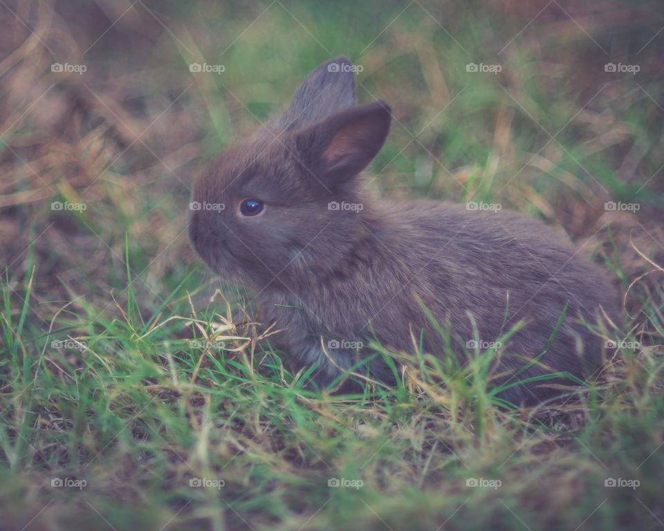 Close-up of bunny