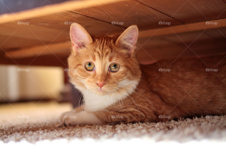 A portrait of an orange cat