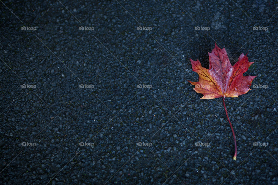 |Red Leaf|