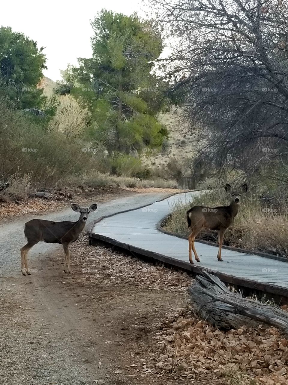 A pair of deer near boardwalk of nature preserve