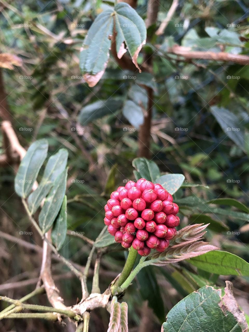 A rare in the nature