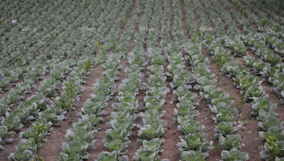 vegetable garden!