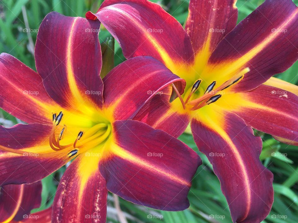 Lilies