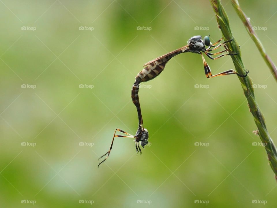 leptogaster is mating