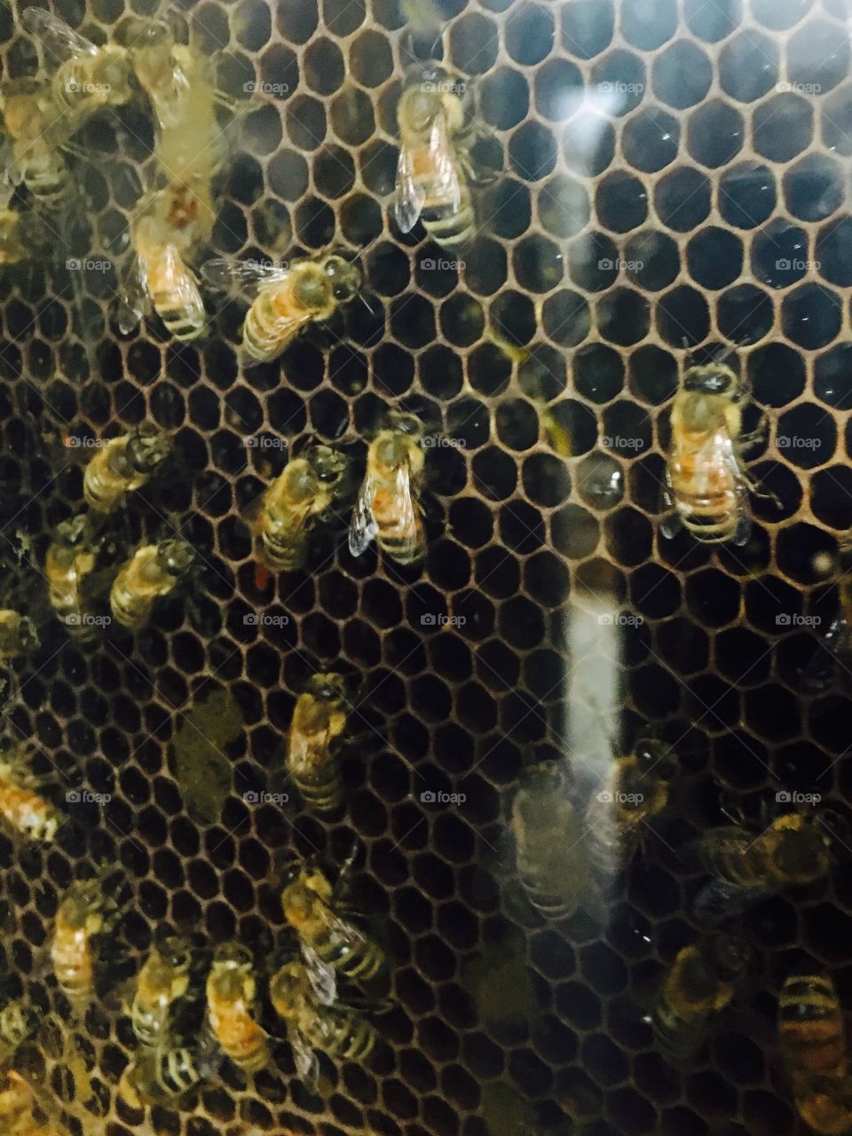 Bees and their Honey Comb