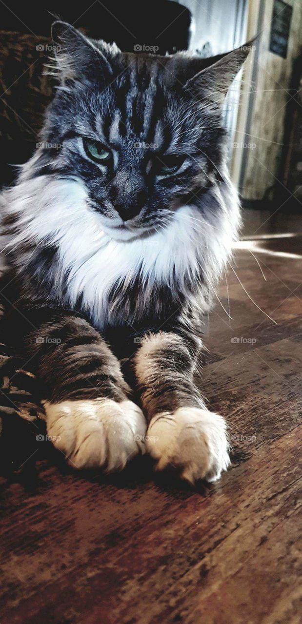 Ozzy The maine coon