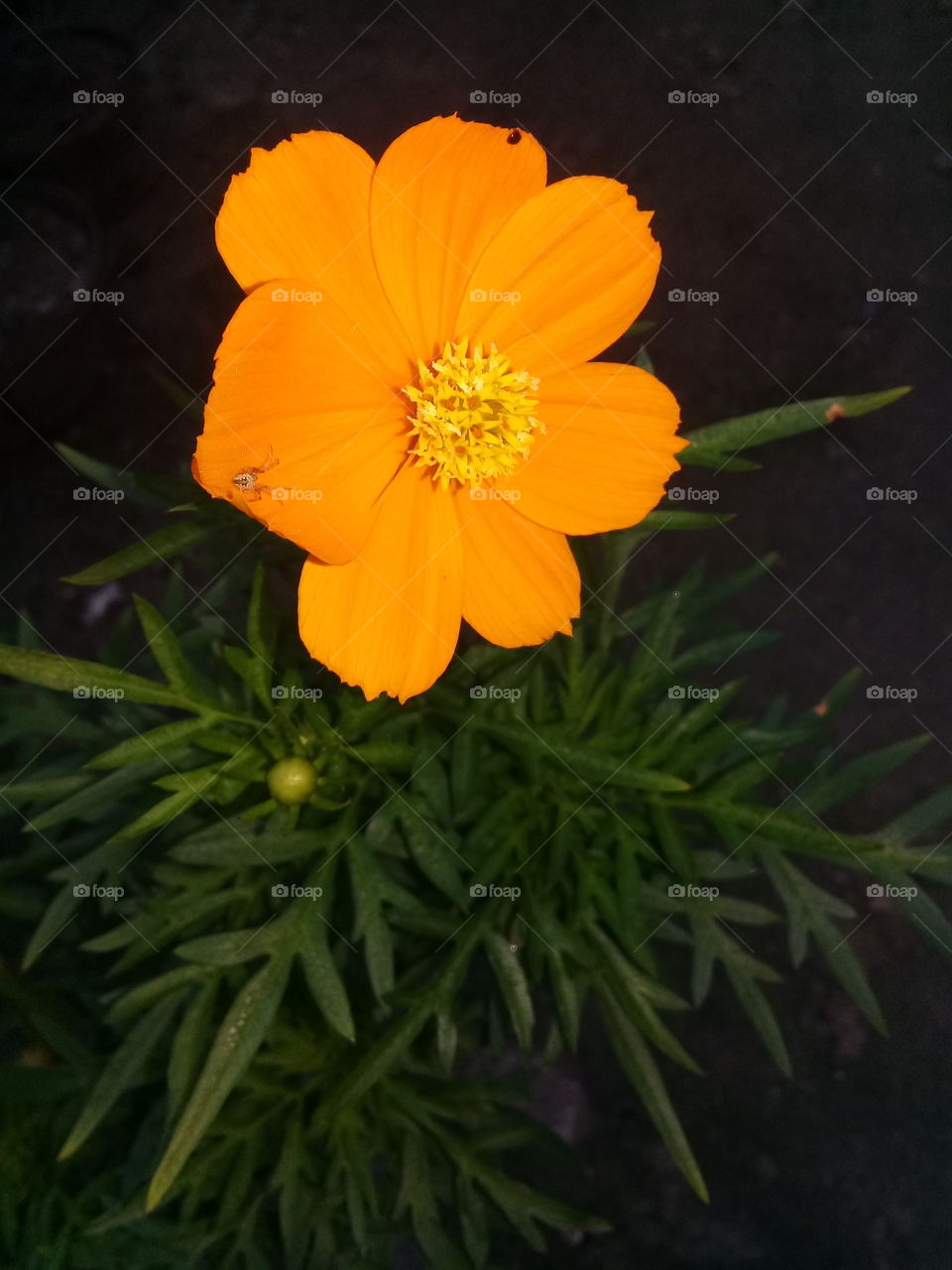my flower