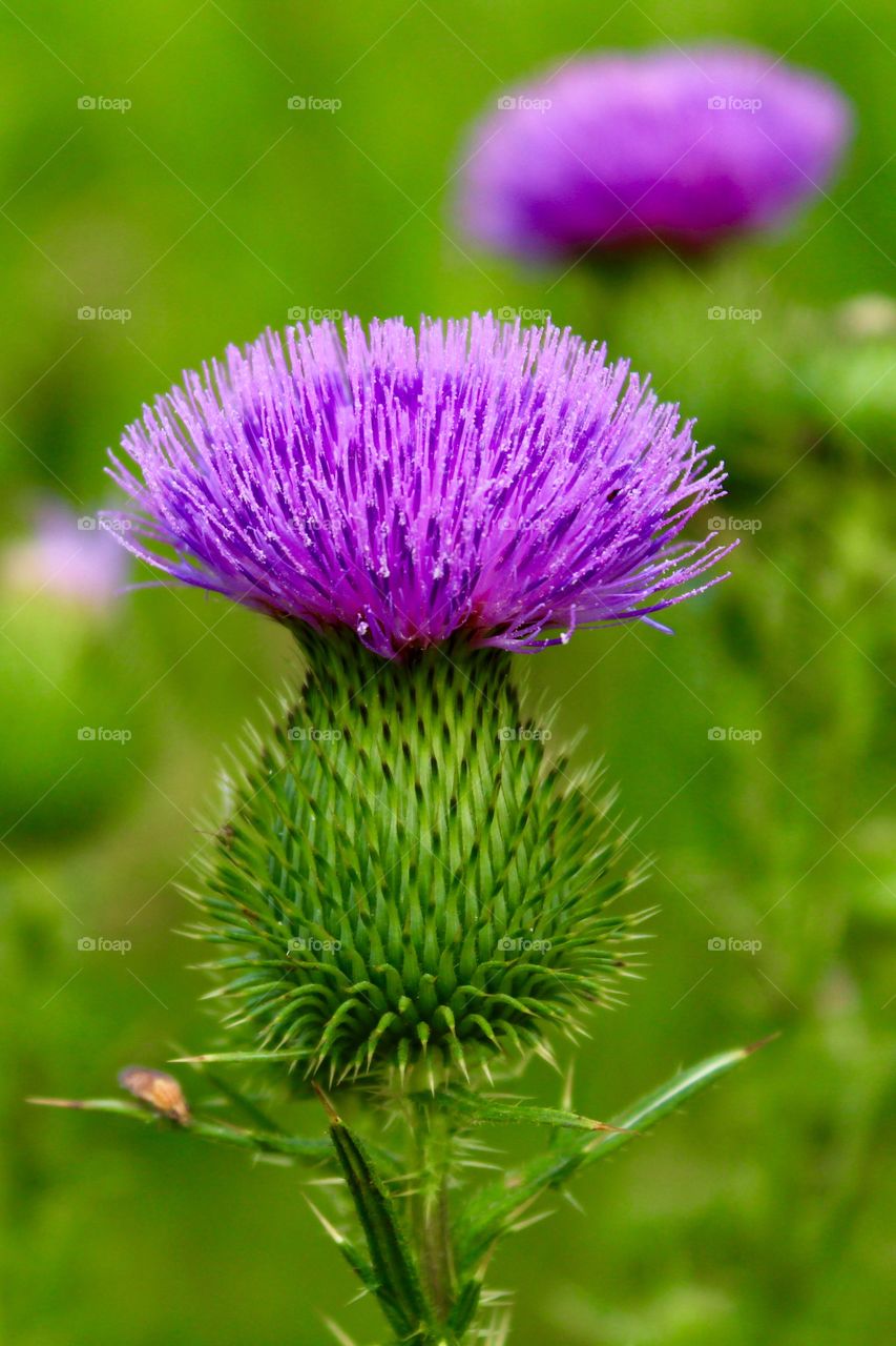 Thistle bloom