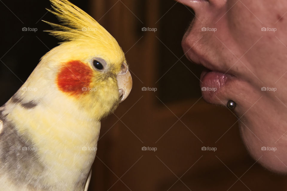 Kissing with parrot