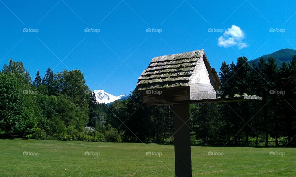 Birdhouse with a view