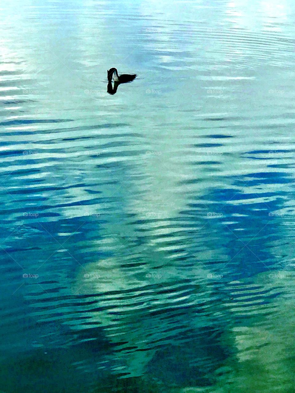 Bird in lake