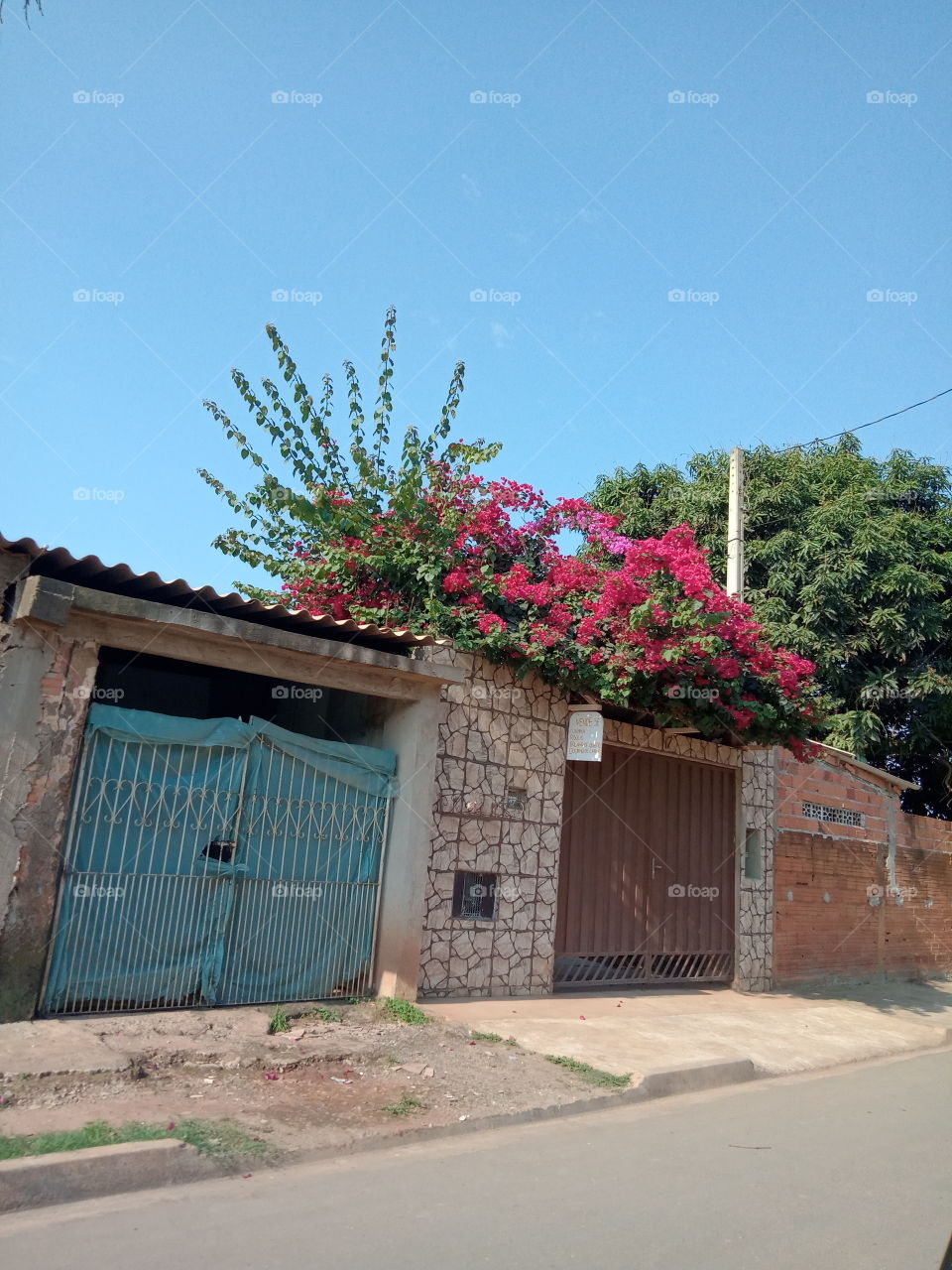 O Encanto das flores