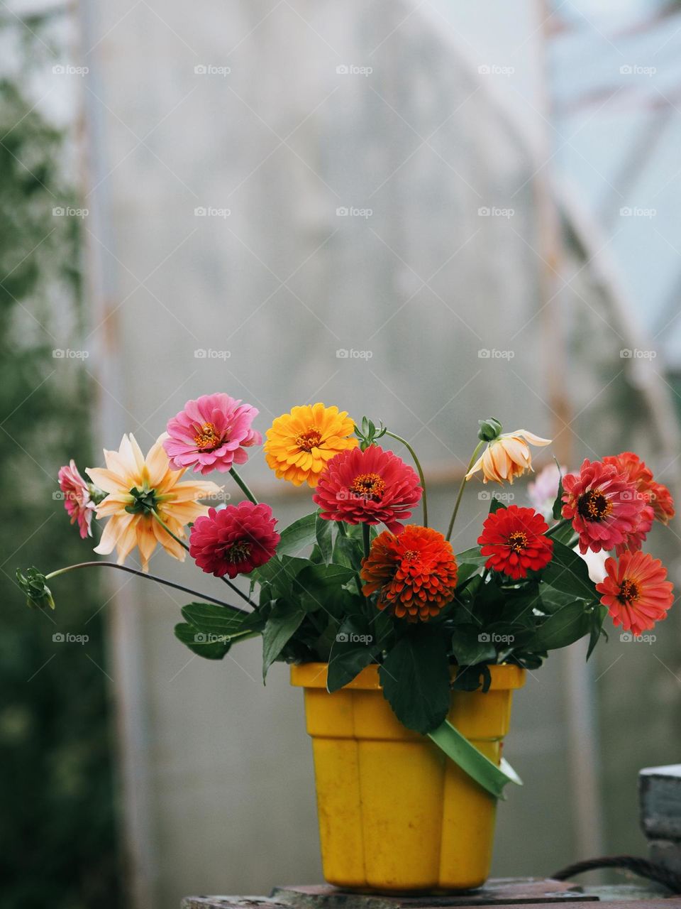 Bouquet of beautiful colorful flowers in a yellow vase, no people 