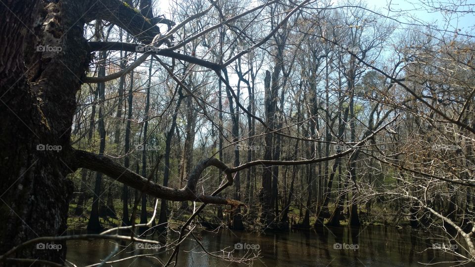 Tree, Wood, Nature, Water, Landscape